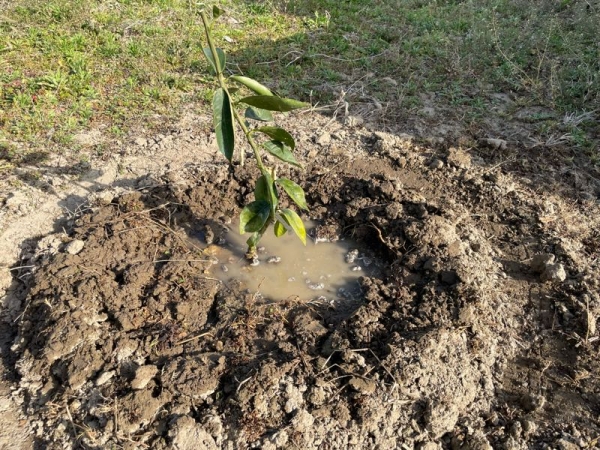 マイヤーレモンに水やり