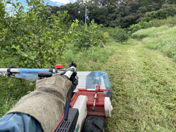 作業道だけの草刈り