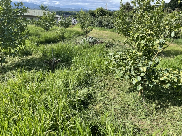 収穫準備のための草刈り後