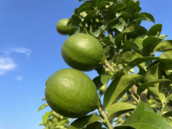 グリーン璃の香の販売開始